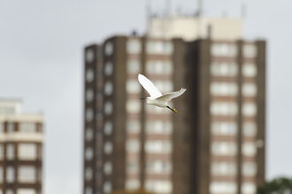 A white little egret with yellow feet flies in front of an urban tower block.