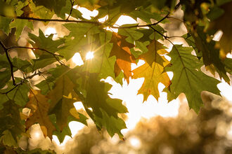 Sunlight shining through autumn leaves