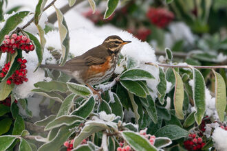 A redwing, a small largely brown thrush with creamy eye-stripe and red underwing perches on a snowy bush with red berries in clumps around it.