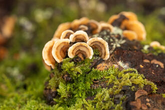 A close up of turkey tail fungi on a mossy tree