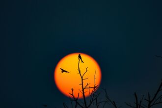 Silhouetted birds perched on branches against a vibrant orange sunset backdrop.