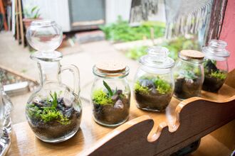 A line of glass jars with terrariums in them