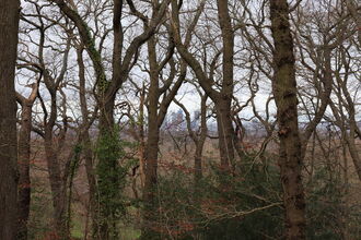 Woodland trees in winter