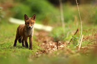 Fox cub