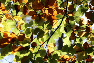 beech leaves