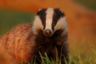 Badger 