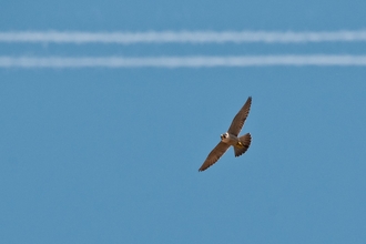 Peregrine falcon in flight 