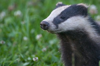 Badger 