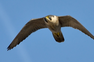 peregrine falcon