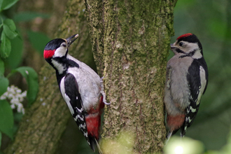 Pair of woodpeckers