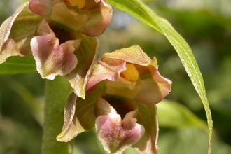 Broad-leaved helleborine 