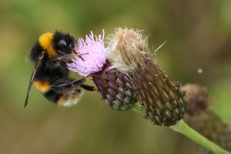 Bumblebee on purple flower