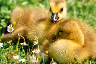 Yellow ducklings on flowery grass