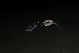 Daubenton's bat