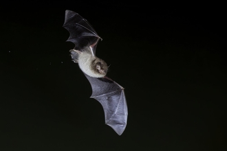 Daubenton's bat flying in the dark