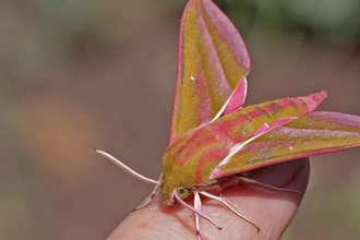 Elephant hawkmoth in the hand