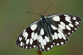 Marbled white