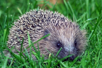 hedgehog baby - gillian daly 