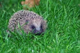 baby hedgehog