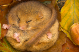 Hibernating dormouse