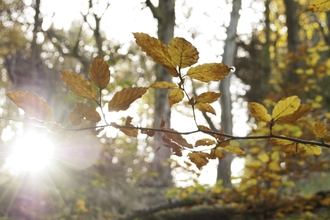 Autumn leaves in woodland, morning, sunrise, clear sky
