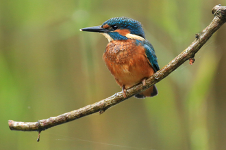 Kingfisher