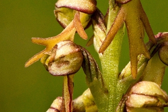 Man orchid