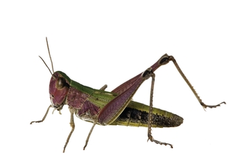 grasshopper