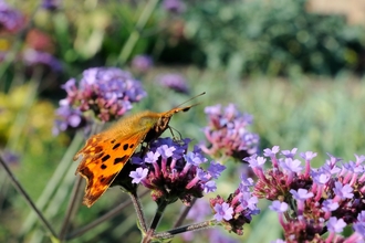 Comma butterfly