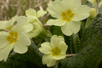 Primrose