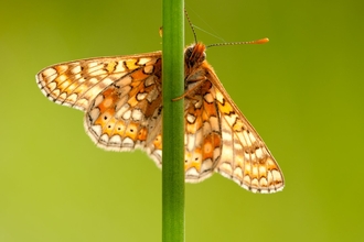 marsh fritillary