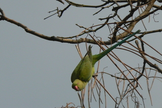 Parakeet 