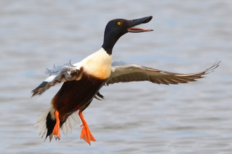 Shoveler duck