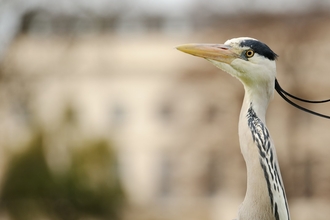 Grey heron