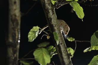 Hazel dormouse