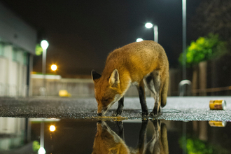 Urban Fox