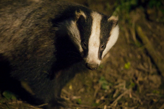 Badger