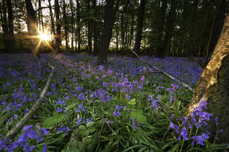 bluebells