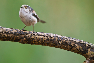 Long-tailed tit on branch