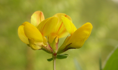 Common Bird's-foot-trefoil