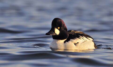 Goldeneye