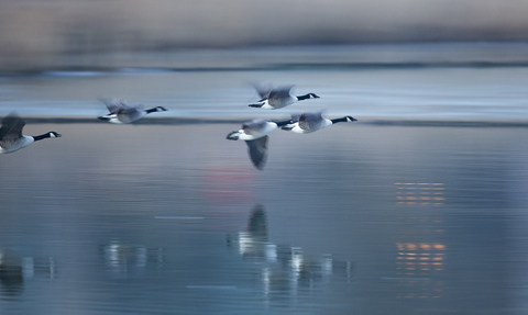 Flying geese at Woodberry Wetlands by Penny Dixie
