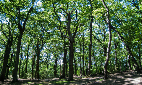 Sydenham Hill Wood & Cox's Walk