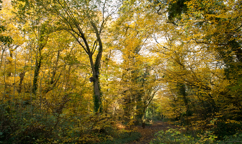 Trees leaves turning yellow in sydenham hill wood