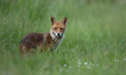 fox in the grass at woodberry wetlands