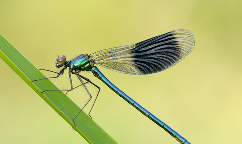 image of male banded demoiselle