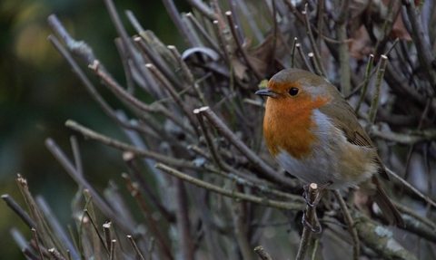 Robin in hedging