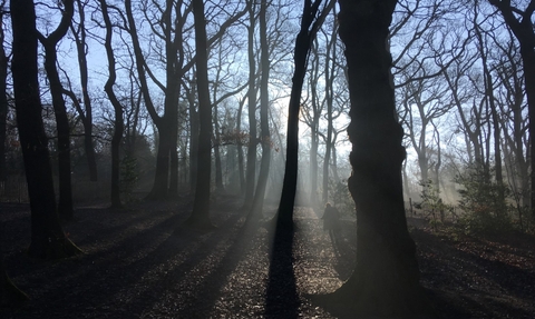 Dulwich Wood in the mist
