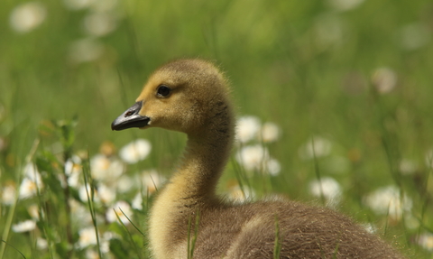 Canada Goose Gosling by Ian Phillips