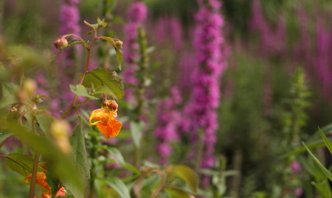 Balsam and loosestrife at Walthamstow Wetlands